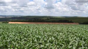 Governo do Paraná anuncia a manutenção da Tarifa Rural Noturna