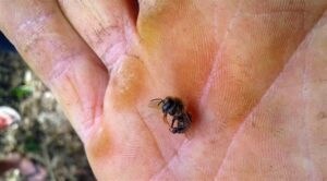 Agrotóxico dizima abelhas de 40 caixas em Turvo