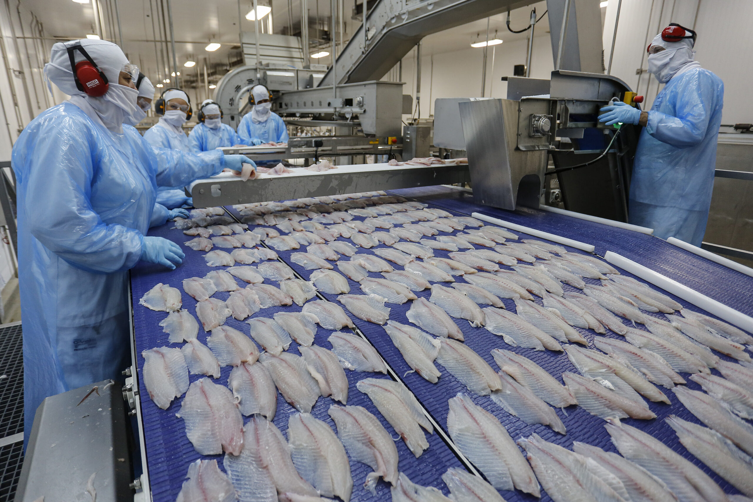 Paraná é o maior produtor de peixes do Brasil