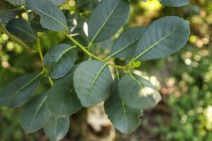 Pesquisadores elaboram dicionário das características sensoriais do chá-mate