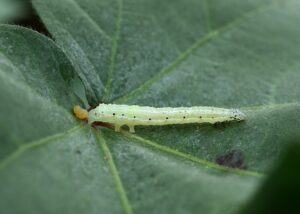 Novo bioinseticida da Embrapa combate pragas nas lavouras de soja e milho
