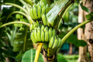 Condições climáticas influenciam na elevação do preço pago ao produtor de banana