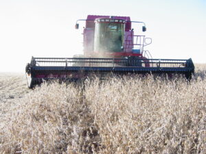 Conab prevê aumento na produção brasileira de grãos