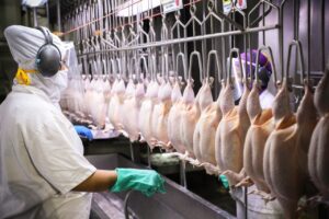 82,11% das aves abatidas no Paraná já saem dos frigoríficos congeladas
