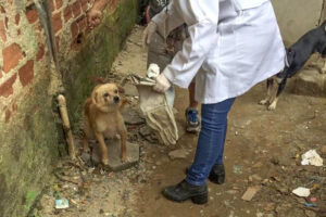 Abertas as inscrições para a 2ª edição do curso de atendimento a maus-tratos animais