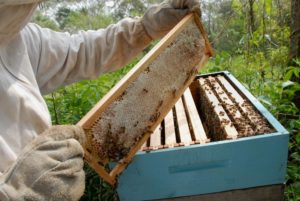 Paraná é o segundo maior exportador de mel in natura