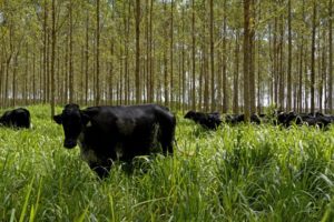 Agricultura de Baixo Carbono amplia alcance para 750 mil hectares no País