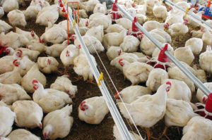 PR: avicultura preocupada com abastecimento de milho