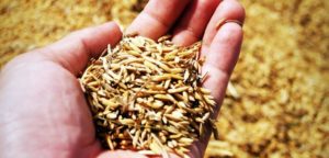 Curso gratuito aos produtores rurais sobre classificação de grãos
