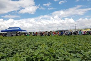 Projeto Centro-Sul de Feijão e Milho terá Dia de Campo Virtual