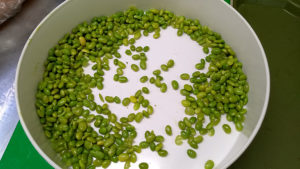 Desenvolvida primeira soja brasileira para ser consumida como edamame