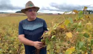 Pesquisador da Embrapa avalia área com nova cultivar de feijão em Cascavel