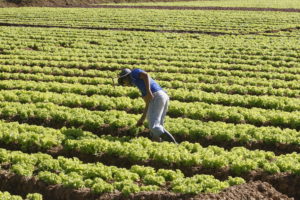 Pandemia: cooperativas da agricultura familiar perdem alimentos na roça