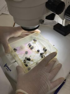 Apasem obtém do governo autorização para testes de sanidade de sementes