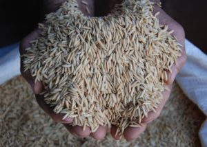 Arroz: safra brasileira deve alcançar 11 milhões de toneladas