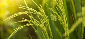 Paraná prevê 148 mil toneladas de arroz na safra 2020/2021