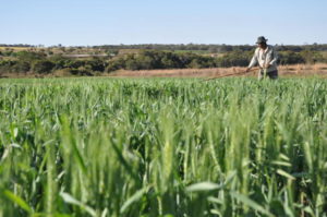 O agro brasileiro alimenta 800 milhões de pessoas, diz estudo da Embrapa
