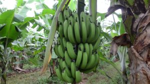 Produtor rural do Paraná troca lavoura de soja por bananas