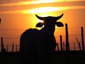 Lucro da pecuária no oeste e sudoeste do Paraná recua 15%