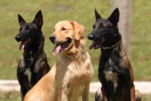 MAPA: Cães de detecção reforçam operações de fiscalização