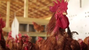 Supervalorização dos grãos preocupa entidades avícolas