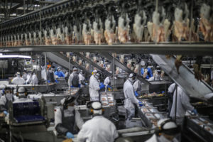 Supremacia: Paraná responde por 1/3 do abate de aves no Brasil