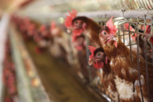 Efeito pandemia: sai o bife, entra o frango