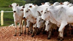 Furto de animais é registrado no Oeste do Paraná