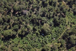 Saiba como solicitar o uso da madeira de forma sustentável