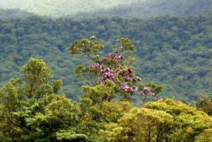 Programa de gestão ambiental é apresentado ao Banco Mundial