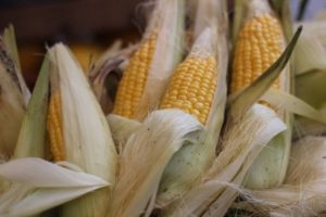 Plantio da safrinha de milho atinge 50,3% no Centro-Sul do Brasil