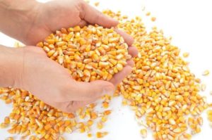 Mercado de milho mantém negócios calmos, com oferta escassa no Brasil