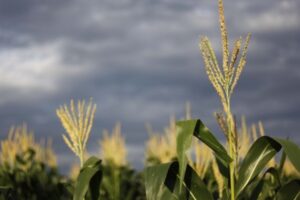 Área de plantio do milho chega a 28% no Paraná