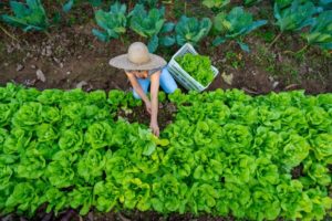 Mulheres: força e protagonismo no campo