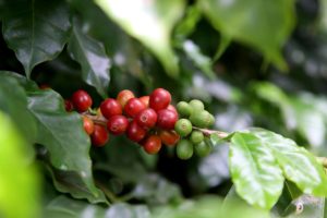 Exportação de café atinge 3,3 milhões de sacas em fevereiro de 2021
