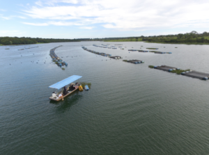 Estudo mostra como substituir antibióticos usados no tratamento de doenças de peixes