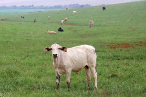 Vacinação é método eficaz para prevenir casos de raiva bovina