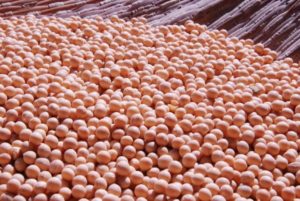 Em semana de USDA, mercado de soja deve ter dia lento