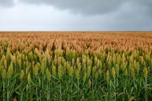 Goiás lidera produção de sorgo no Brasil, com 1,3 milhão de toneladas