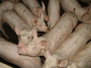 Negócios arrastados no mercado interno pressionam cotações do suíno