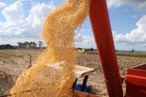 Supersafra impulsionada pela produção de soja e aumento da área de milho