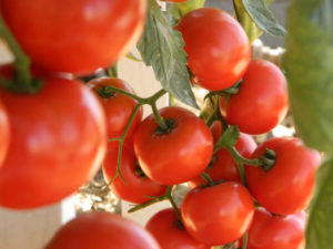 Pesquisadores identificam fungos que estimulam o crescimento de tomate
