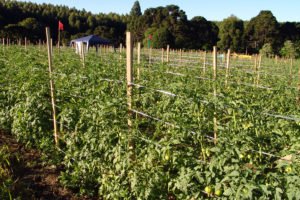 Produtores de tomate preocupados com altos custos e preços baixos