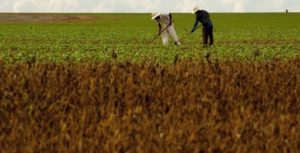 Agronegócio perdeu empregos em 2020, mas em menor intensidade que outros segmentos