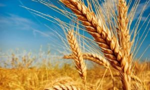 Produção de trigo na Argentina deve cair 10,9% na safra 2020/21