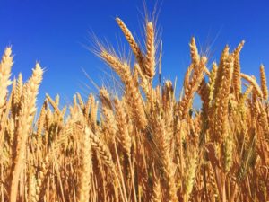 Indústria brasileira de trigo abastecida e Argentina antecipa exportações