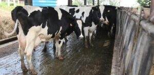 Bem-estar animal: certificação inédita a empresa cascavelense