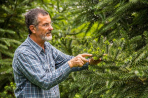 Araucária: árvore-símbolo do Paraná pode ser extinta em 2070