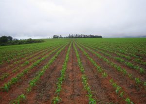 Milho 2ª safra com 99% da área plantada, aponta Deral