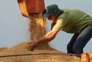 Valor Bruto da Produção estimado em R$ 1,119 tri